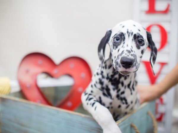 Dalmatian DOG Male White and Black 13286 Petland Wichita, Kansas