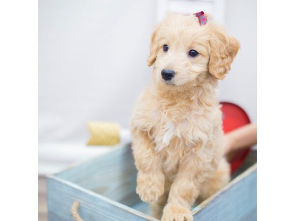 Miniature Goldendoodle DOG Female Golden 13285 Petland Wichita, Kansas