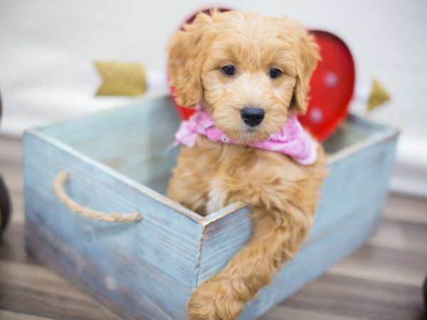 Miniature Goldendoodle DOG Female Golden 13283 Petland Wichita, Kansas