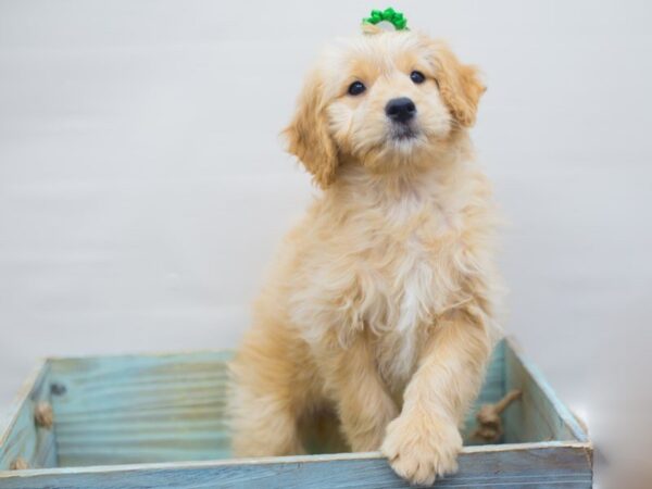 Miniature Goldendoodle DOG Female Golden 13282 Petland Wichita, Kansas