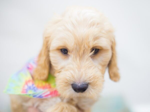 Miniature Goldendoodle DOG Male Golden 13281 Petland Wichita, Kansas