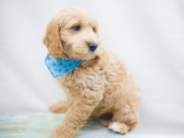 Miniature Goldendoodle DOG Male Golden 13280 Petland Wichita, Kansas