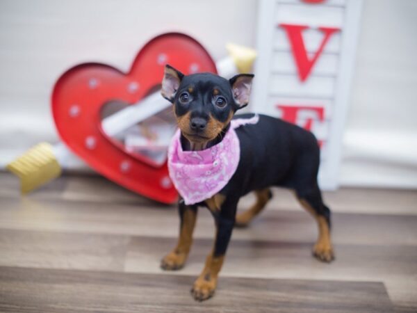 Miniature Pinscher DOG Female Black & Tan 13290 Petland Wichita, Kansas