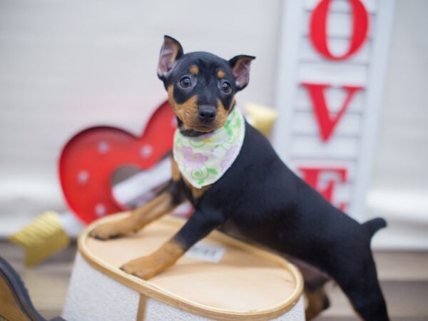 Miniature Pinscher DOG Female Black & Tan 13289 Petland Wichita, Kansas