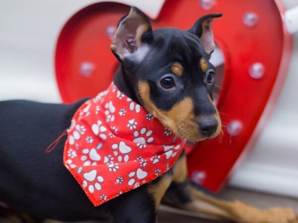 Miniature Pinscher DOG Male Black & Tan 13288 Petland Wichita, Kansas