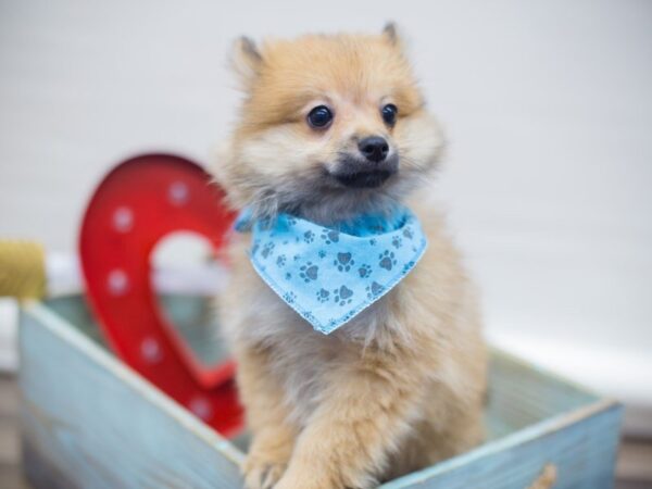 Pomeranian DOG Male RED SABLE 13297 Petland Wichita, Kansas