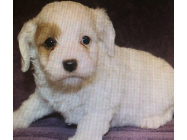 Cavapoo DOG Female 13313 Petland Wichita, Kansas