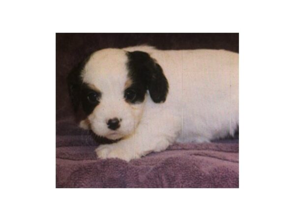 Cavapoo-DOG-Female--13314-Petland Wichita, Kansas