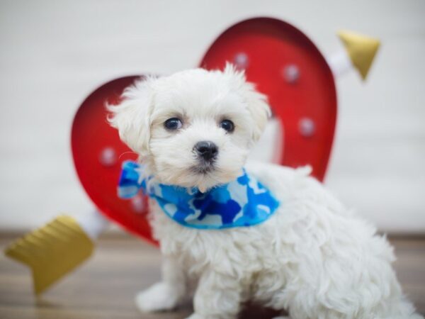 Maltese-DOG-Male-White-13329-Petland Wichita, Kansas