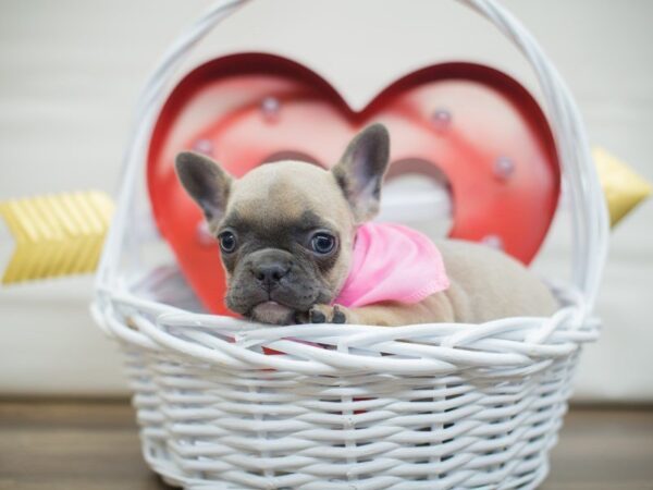 French Bulldog DOG Female Blue Fawn 13328 Petland Wichita, Kansas