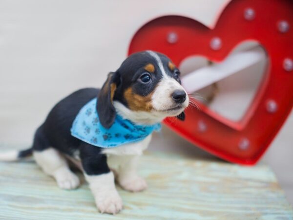 Miniature Dachshund DOG Male Black Tan and White 13327 Petland Wichita, Kansas