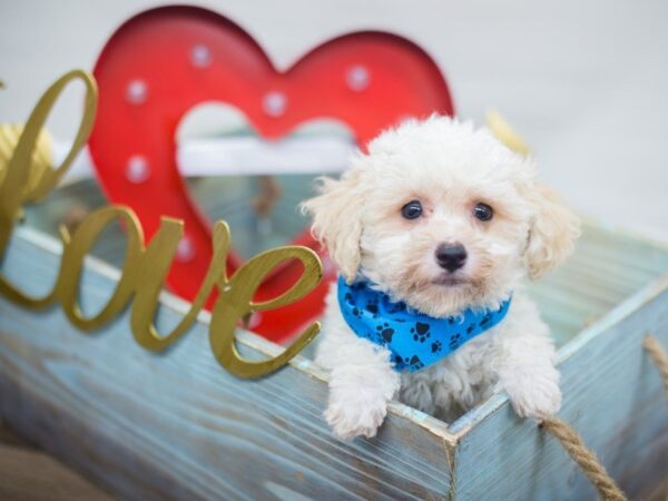 Bichon Poo DOG Male White 13326 Petland Wichita, Kansas