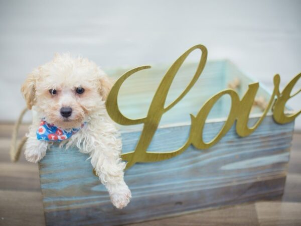 Bichon Poo-DOG-Male-Cream-13325-Petland Wichita, Kansas