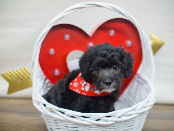 Havapoo DOG Male Black 13324 Petland Wichita, Kansas