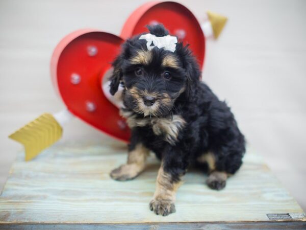 Havapoo DOG Female Black and Tan 13323 Petland Wichita, Kansas