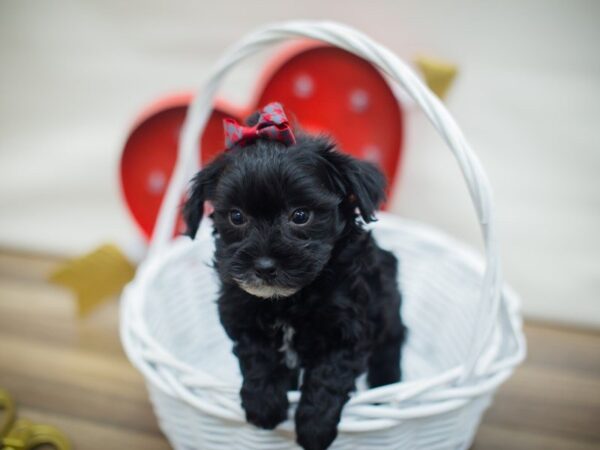 Havapoo DOG Female Black 13322 Petland Wichita, Kansas