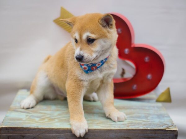 Shiba Inu DOG Male RED 13321 Petland Wichita, Kansas