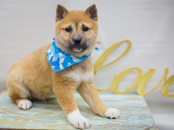 Shiba Inu-DOG-Male-RED-13320-Petland Wichita, Kansas