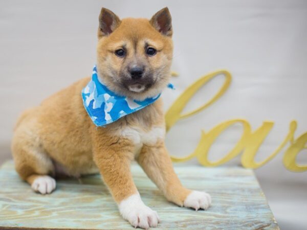 Shiba Inu DOG Male RED 13320 Petland Wichita, Kansas