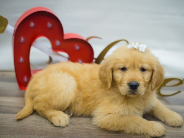 Golden Retriever DOG Female Golden 13319 Petland Wichita, Kansas