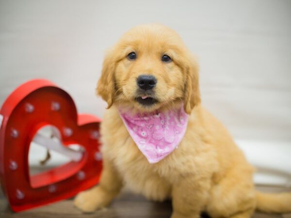 Golden Retriever-DOG-Female-Golden-13318-Petland Wichita, Kansas