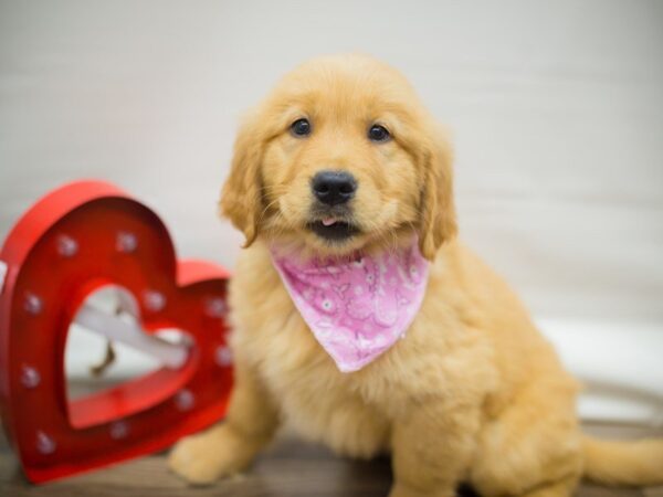 Golden Retriever DOG Female Golden 13318 Petland Wichita, Kansas