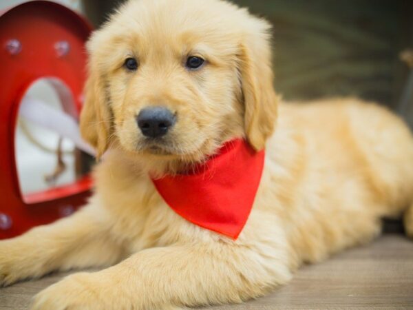 Golden Retriever DOG Male Golden 13317 Petland Wichita, Kansas