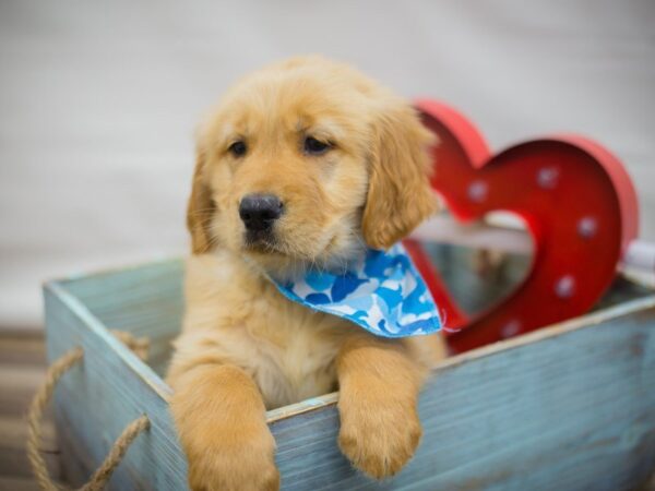 Golden Retriever DOG Male Golden 13316 Petland Wichita, Kansas