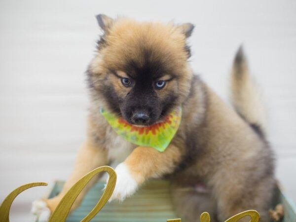 Pomsky DOG Male Dark Sable 13315 Petland Wichita, Kansas