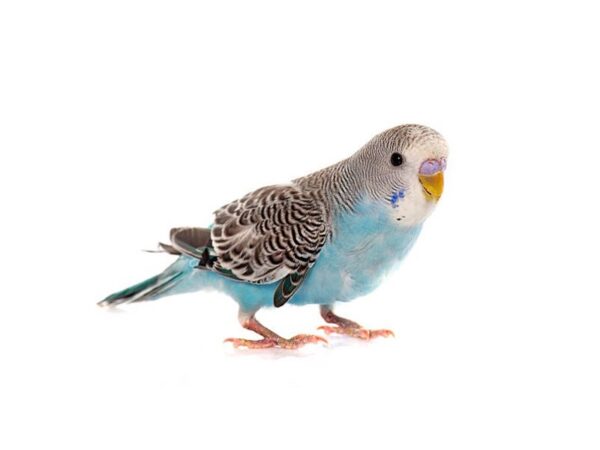 parakeet BIRD Male Blue, Yellow, Green 13330 Petland Wichita, Kansas