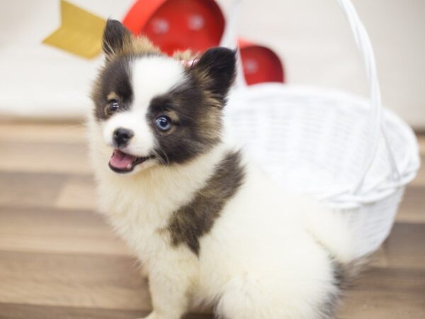 Pomsky 2nd Gen-DOG-Female--13333-Petland Wichita, Kansas