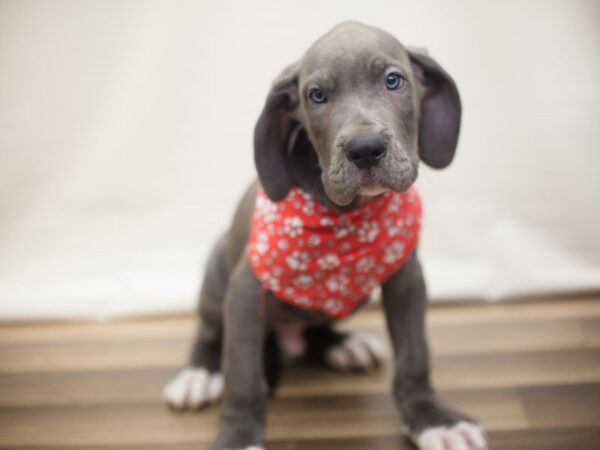 Great Dane DOG Male BLUE W/ WHITE 13349 Petland Wichita, Kansas