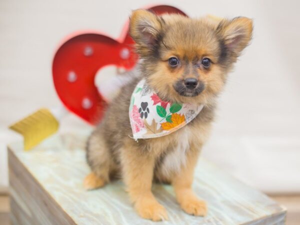 Pomeranian DOG Male SABLE 13334 Petland Wichita, Kansas