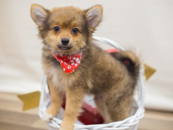 Pomeranian DOG Male SABLE 13335 Petland Wichita, Kansas