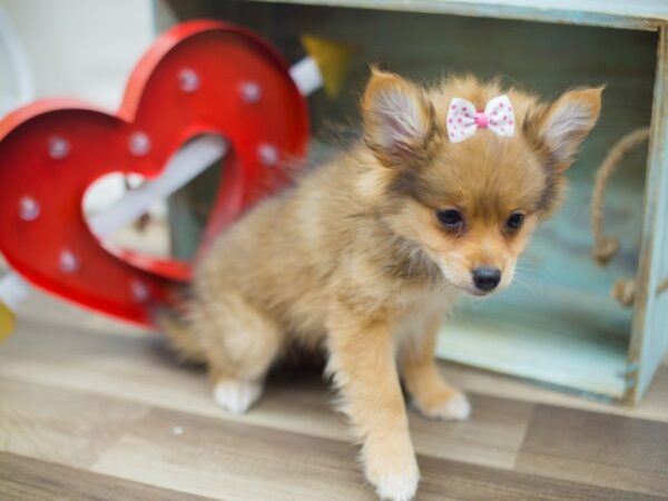 Pomeranian DOG Female SABLE 13336 Petland Wichita, Kansas