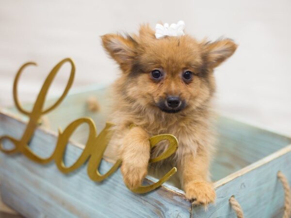 Pomeranian DOG Female SABLE 13337 Petland Wichita, Kansas