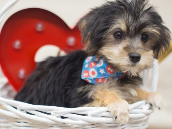 Morkie DOG Male BLACK AND TAN 13338 Petland Wichita, Kansas