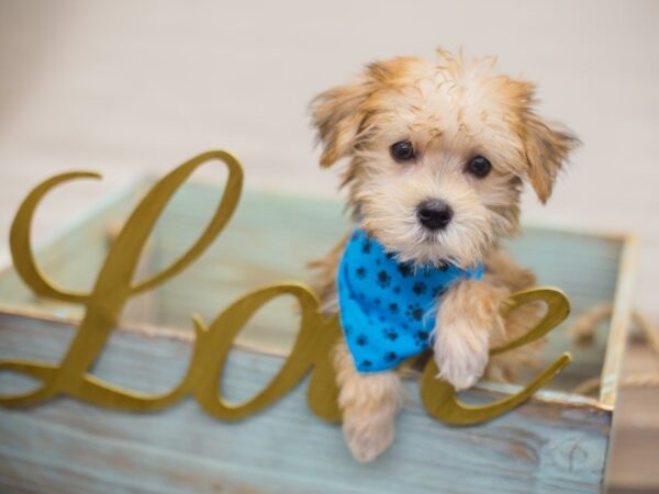 Morkie DOG Male TAN 13339 Petland Wichita, Kansas