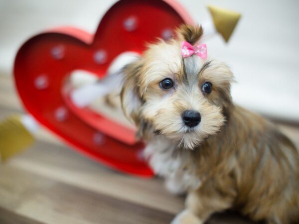 Morkie DOG Female TAN 13340 Petland Wichita, Kansas