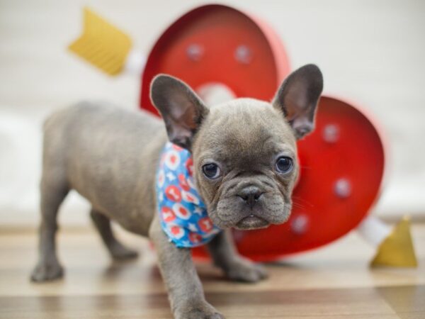 French Bulldog DOG Male BLUE BRINDLE 13341 Petland Wichita, Kansas