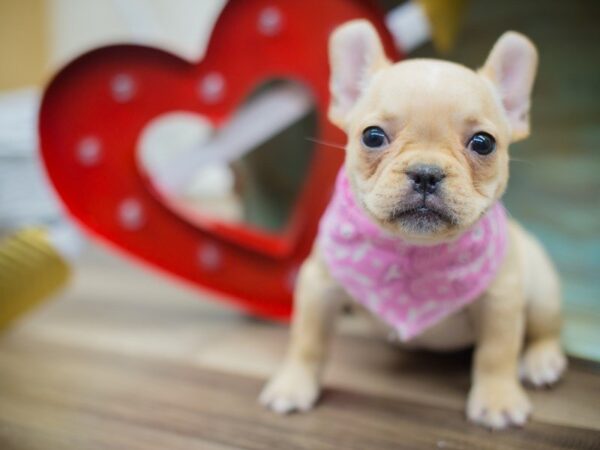 French Bulldog DOG Female CREAM 13343 Petland Wichita, Kansas