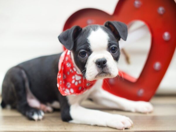 Boston Terrier DOG Male BLACK AND WHITE 13344 Petland Wichita, Kansas