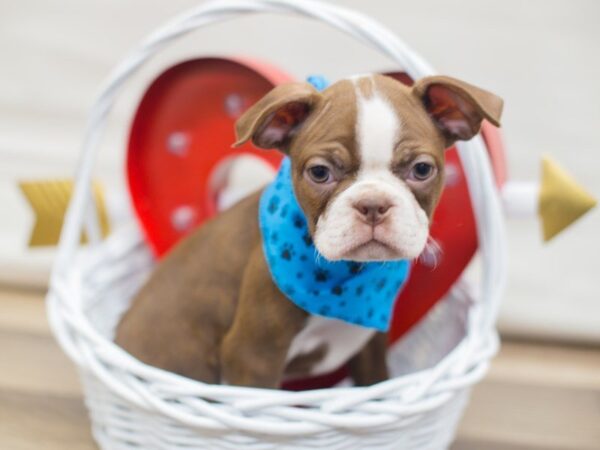 Boston Terrier DOG Male SEAL AND WHITE 13345 Petland Wichita, Kansas