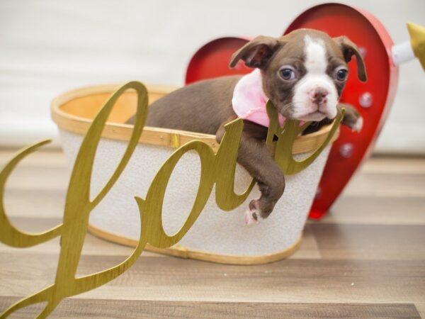 Boston Terrier-DOG-Female-SEAL AND WHITE-13346-Petland Wichita, Kansas