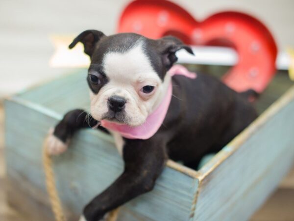 Boston Terrier DOG Female BLACK AND WHITE 13347 Petland Wichita, Kansas