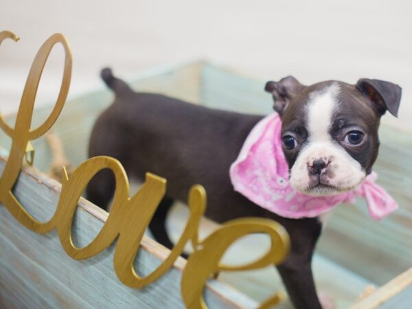 Boston Terrier DOG Female BLACK AND WHITE 13348 Petland Wichita, Kansas