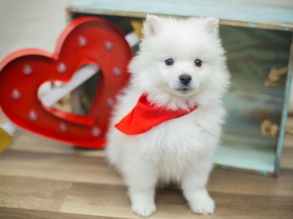 American Eskimo DOG Male WHITE 13351 Petland Wichita, Kansas