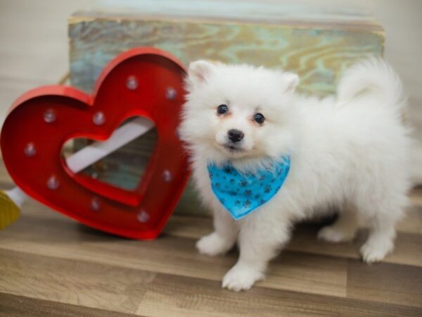 American Eskimo DOG Male WHITE 13352 Petland Wichita, Kansas