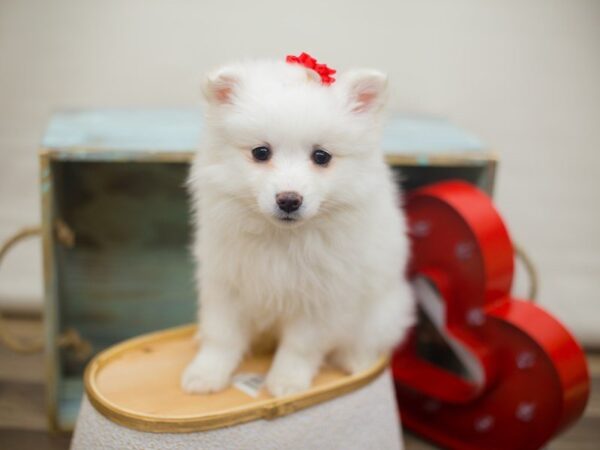 American Eskimo DOG Female WHITE 13354 Petland Wichita, Kansas