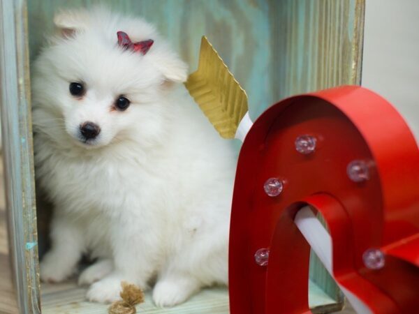 American Eskimo DOG Female WHITE 13355 Petland Wichita, Kansas